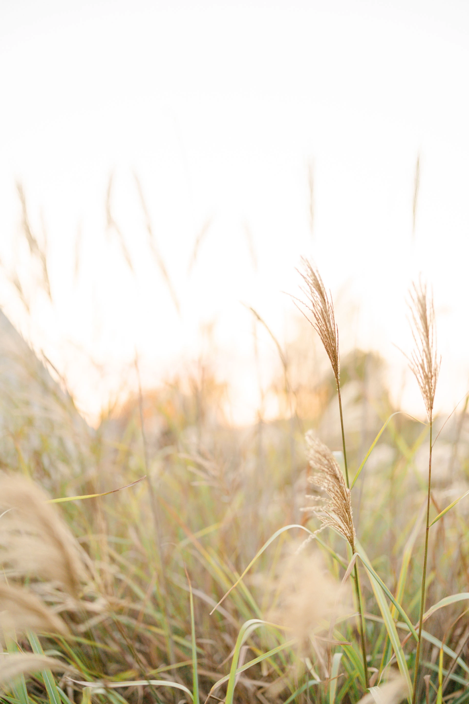 prairie vent marron gris